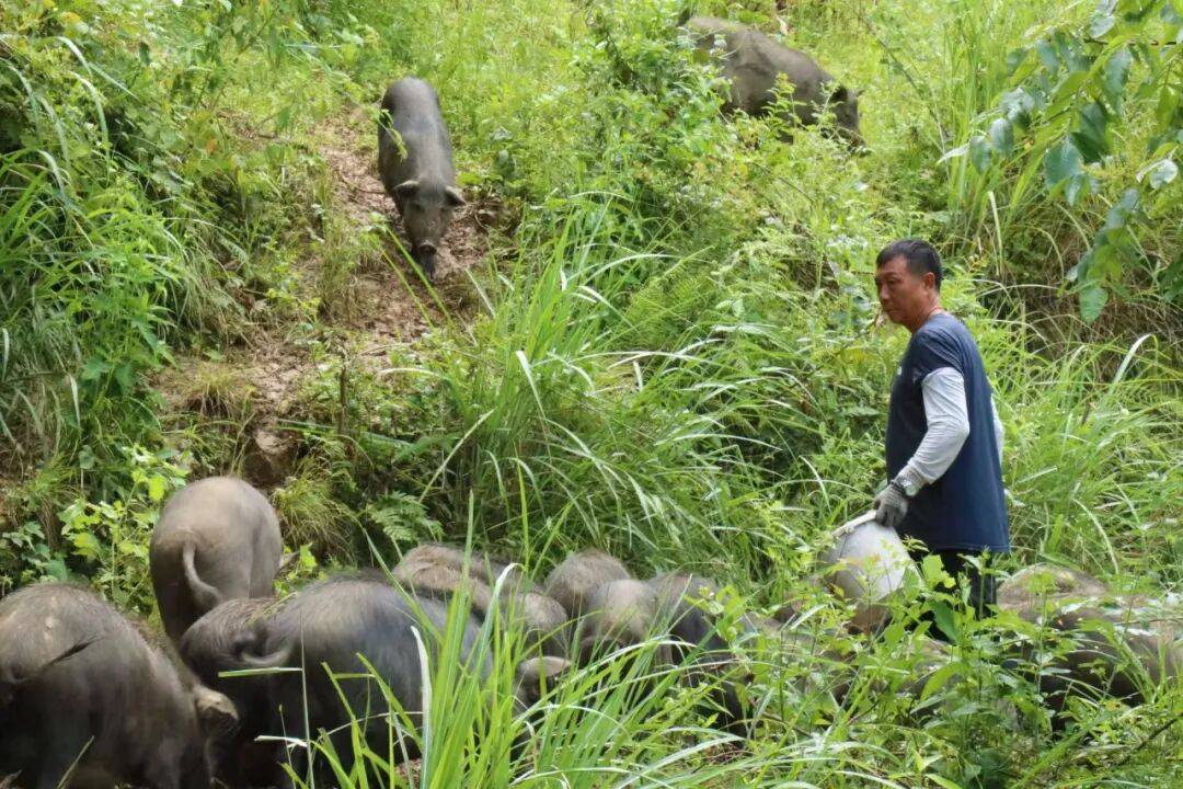 乡村行•看振兴丨青杠塘镇：生态藏香猪“拱”出乡村振兴致富路